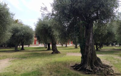 L’Opera di Nice oggi a Cimiez