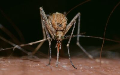 Dengue a Nizza: 5 casi