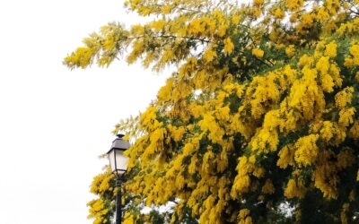 Mimosa Costa Azzurra: è già in fiore