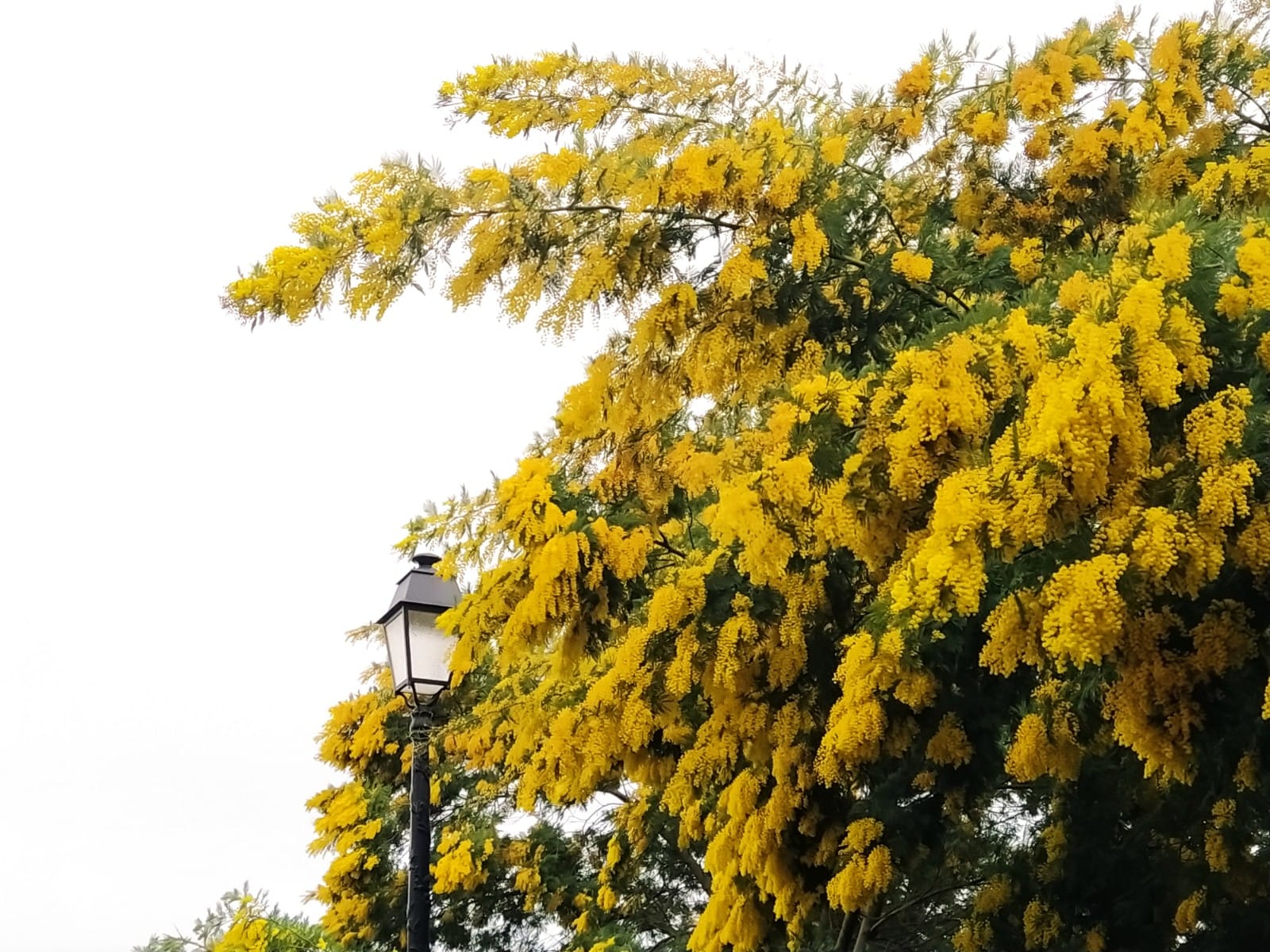 Mimosa Costa Azzurra (ph. Giovanni Gugg)