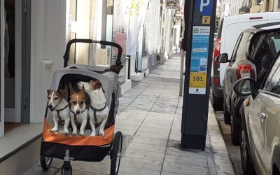 Cani: Nizza la loro città ideale