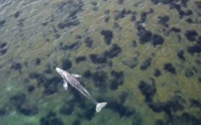Balena dalla Costa Azzurra alla Spagna