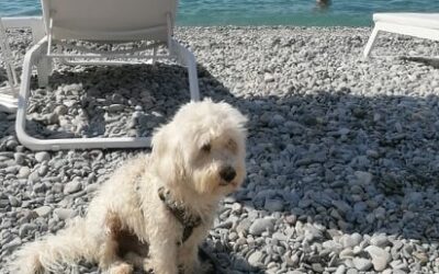 Nizza24 Mercoledì 22 aprile: Allerta Leishmaniosi per Animali Domestici – Macron a Nizza per Anniversario Attentato – Chiuso Parco Giochi – Météo