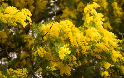 La foresta di mimose di Tanneron – Côte à côte