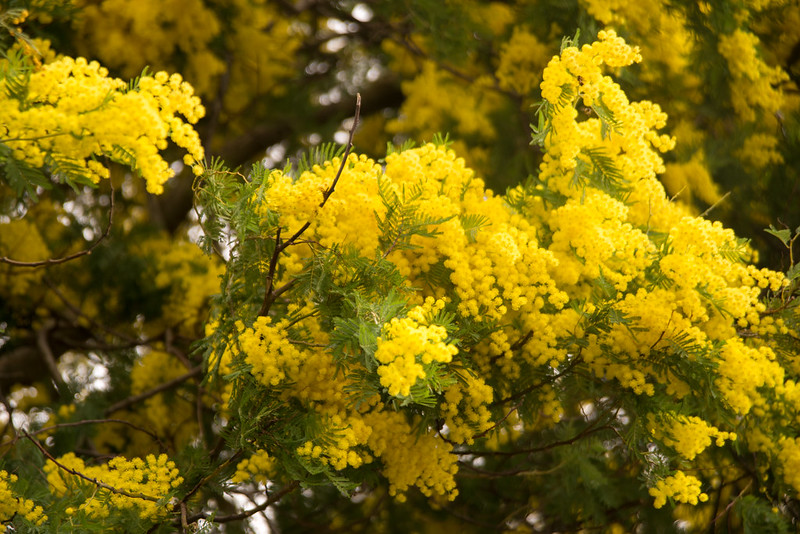 a (2) mimose