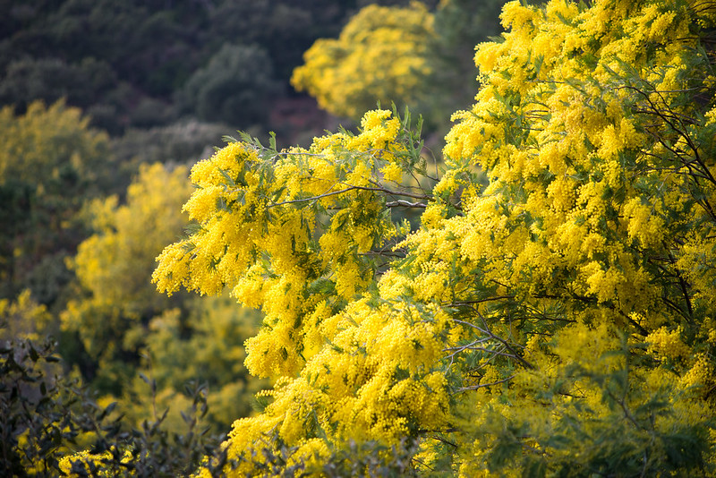 mimose a Tanneron