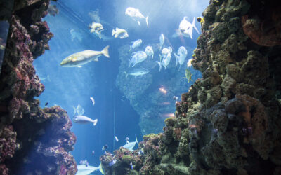 Il Museo Oceanografico di Monaco – Côte à côte