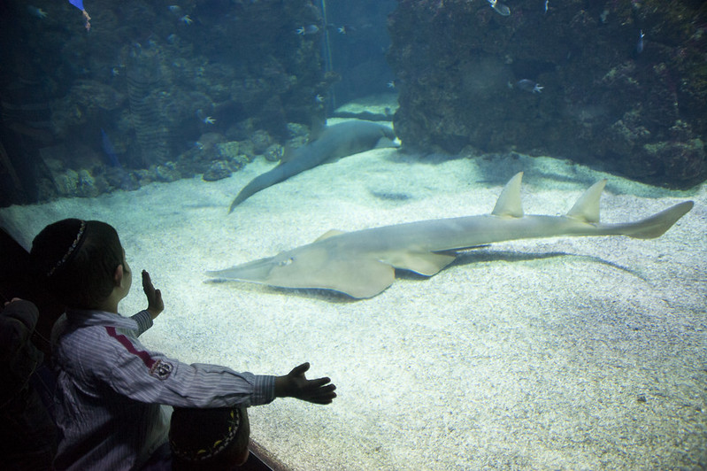 museo oceanografico di Monaco