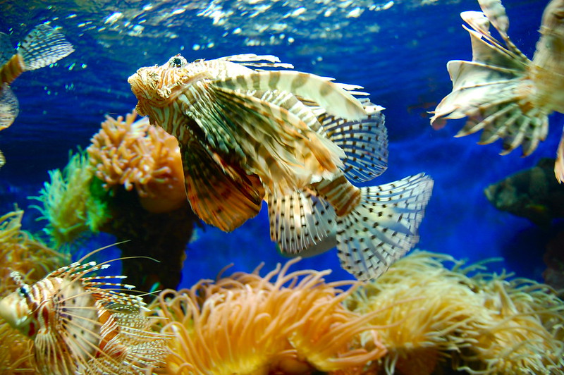 lion fish acquario di Monaco