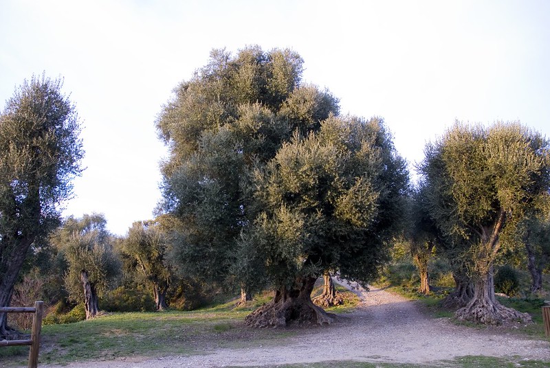 Ulivo Estienne d'Orves