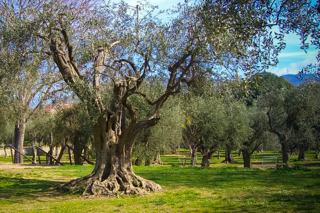 Parco di Cimiez