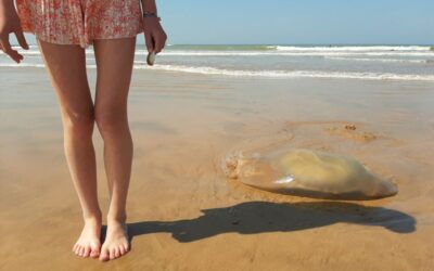 Notizie dalla Costa Azzurra – Venerdi 28 luglio: Attenzione alle Meduse!