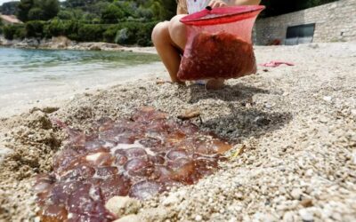 Nizza24 Notizie dalla Costa Azzurra Venerdì 11 agosto: Invasione di meduse – Traffico intenso previsto su tutte le autostrade