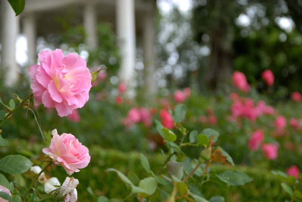rose mostre dal 9 al 14 gennaio