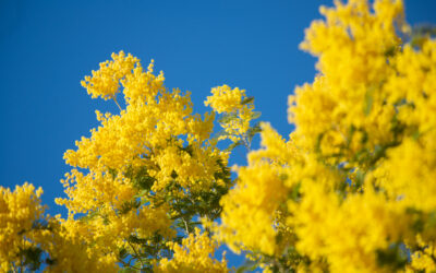 La fioritura delle mimose: le feste e gli eventi