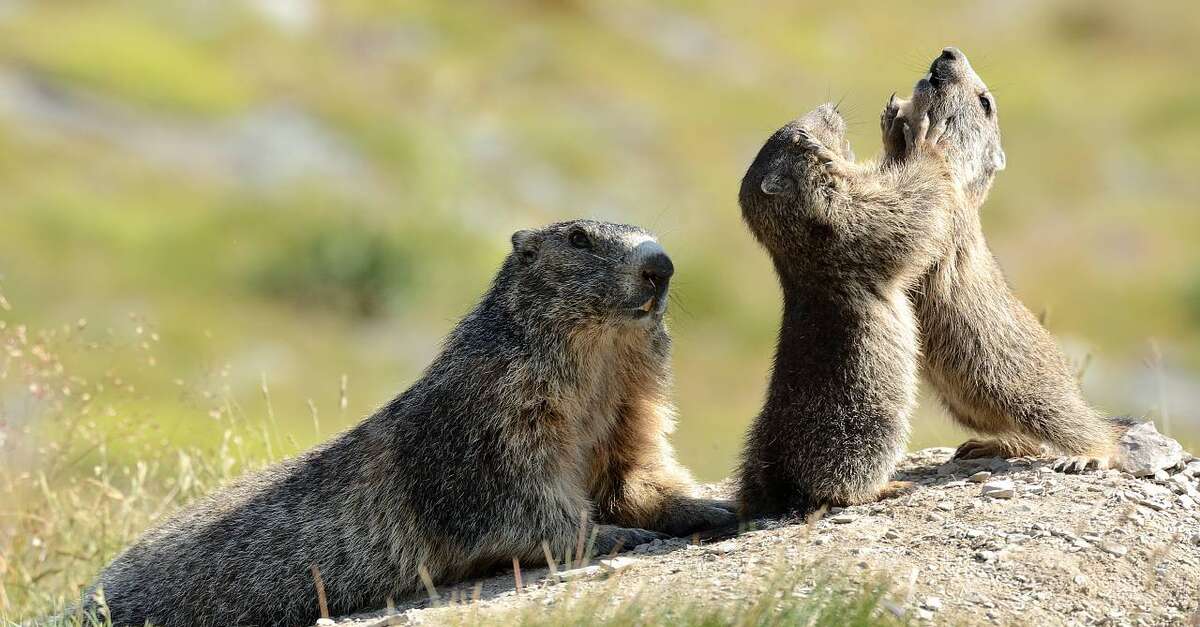 marmotte Tende