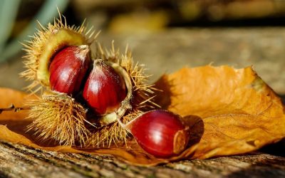 Agenda: le feste dal 10 al 13 ottobre in Costa Azzurra