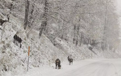 Nizza24: Neve a Isola 2000 – Il Casinò di Montecarlo in crociera – Estrosi chiede la liberazione di Boualem Sansal