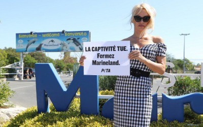 Nizza24: Tram, nuova linea B e tutti i cambiamenti in vigore – Multe, attenti alle auto spia – Marineland, chiusura “annualle”