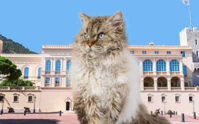 Nizza24: Monaco Incoronerà il Top Cat – Neve abbondante nell’entroterra – Sarkozy ancora in tribunale