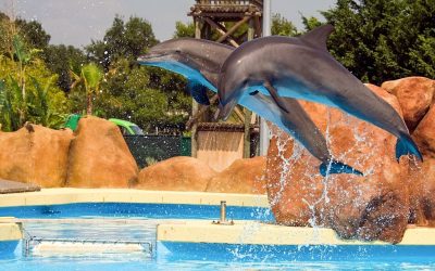 Nizza24 giovedì 23 ottobre: Allerta Météo – Piazza Sarkozy a Nizza – Orche e Delfini di Marineland – Nuovi Ambasciatori a Monaco