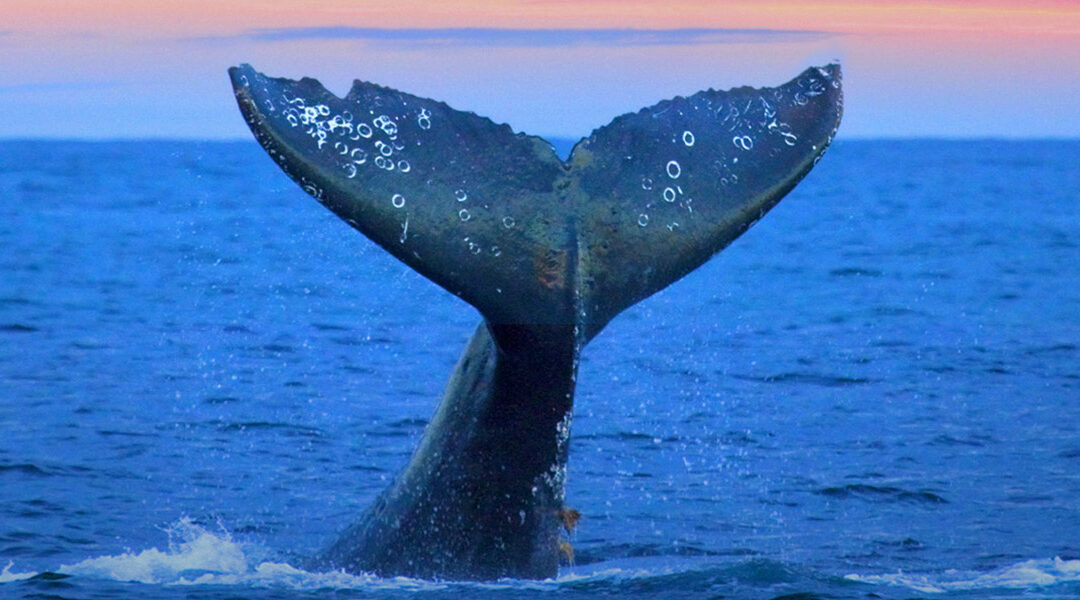Nizza24 mercoledì 19 novembre: Météo – Monaco alla Guida del Santuario Pelagos – Truffe di Natale nel Var – Maltrattamento Animali a Nizza