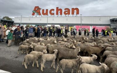 Francia24: Esplosione in fabbrica “Seveso” – Proteste agricoltori, pecore in piazza – ancora sul super-incrociatore – Meteo Parigi e Milano