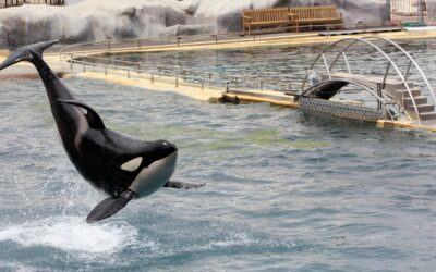 Nizza24 venerdì 19 dicembre: Influenza Mancano i Vaccini – Il Destino delle Orche di Marineland – Météo Week-End