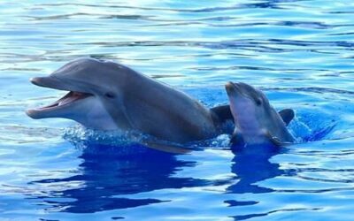 Nizza24: Futuro Incerto per i Delfini di Marineland – Ocean’s Eleven a Monaco – Stagione Positiva a Isola 2000 – Météo